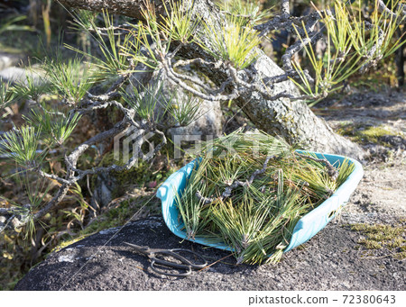 Pine pruning Pine pruning 72380643