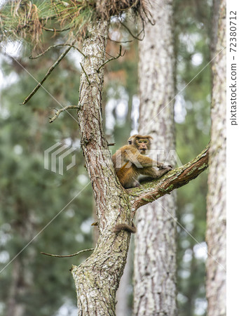 Monkey on a tree on the island of Sri Lanka 72380712