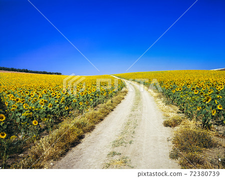 西班牙阿基多納附近的道路和向日葵 西班牙阿基多納附近的道路和向日葵 72380739