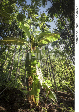 Palm tree in the jungle on the island of Sri Lanka Palm tree in the jungle on the island of Sri Lanka 72380742