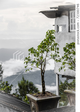 A small potted bush in the background of a house above a mountain valley covered with clouds A small potted bush in the background of a house above a mountain valley covered with clouds 72380746