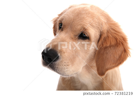 Headshot of Golden Retriever puppy he sits on an white background and looks away Headshot of Golden Retriever puppy he sits on an white background and looks away 72381219