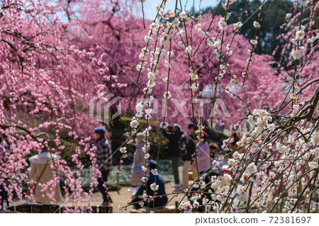 Plum blossom scent Plum blossom scent 72381697