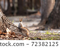 松鼠 72382125