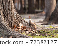 松鼠2 72382127