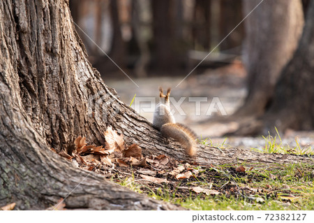 松鼠2 72382127