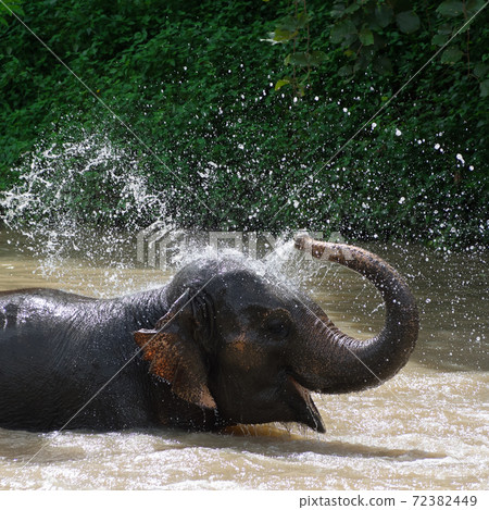 Elephant bath Elephant bath 72382449