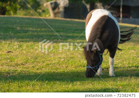 Lovely dwarf horse. 72382475