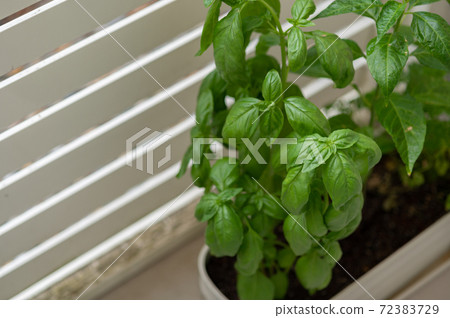 Basil's vegetable garden on the balcony with a white fence 72383729