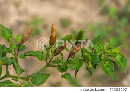 Chili fruit Anthracnosis is caused by the attack of the fungus( Colletrotichum gloesporiodes) 72383907