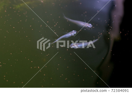 Medaka aquarium Medaka aquarium 72384091