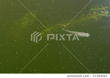 Medaka aquarium Medaka aquarium 72384093