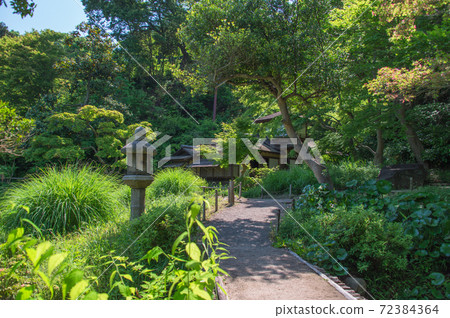 Sidewalk of a fresh green Japanese garden (Sankeien Garden, Yokohama, Kanagawa Prefecture) Sidewalk of a fresh green Japanese garden (Sankeien Garden, Yokohama, Kanagawa Prefecture) 72384364