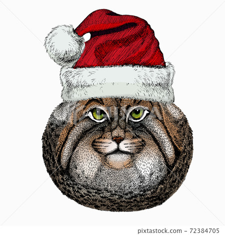 Pallass cat. Christmas red Santa Claus hat. Christmas winter animal vector portrait. 72384705