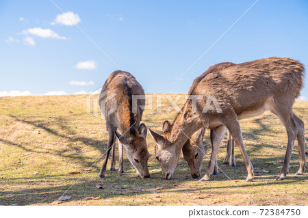 《奈良縣》若草山鹿，早晨的景色 72384750