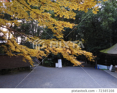 Shinto shrine autumn leaves 72385108