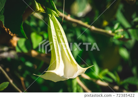 Flower of morning glory Flower of morning glory 72385422