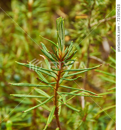 Flowering Rhododendron tomentosum Flowering Rhododendron tomentosum 72385628
