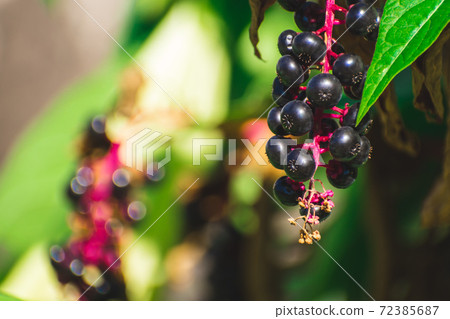 樹堅果 樹堅果 72385687