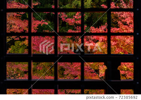 Autumn leaves through the lattice window Autumn leaves through the lattice window 72385692