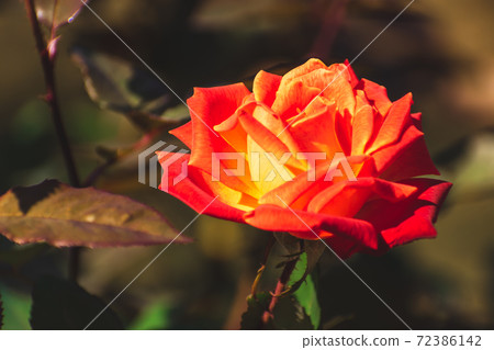 Various rose flowers Various rose flowers 72386142