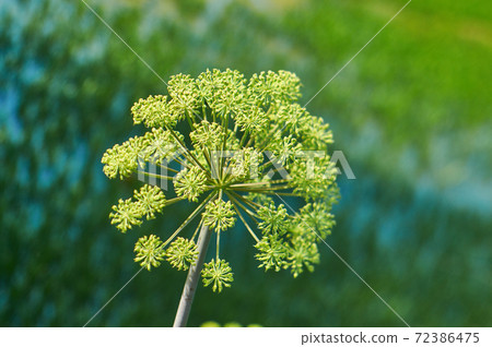 Norwegian angelica 72386475