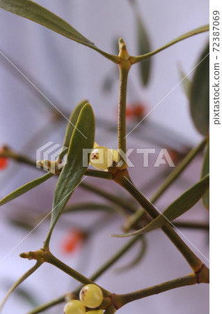 活樹 活樹 72387069