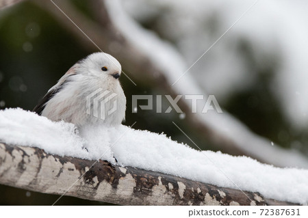 島永依with在雪的樹枝上 72387631