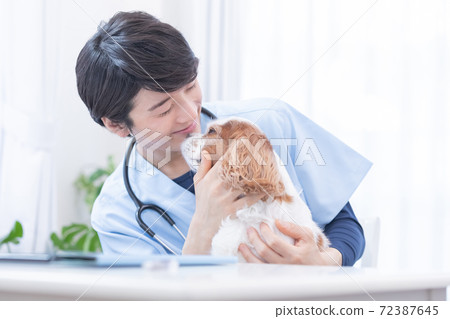 Dog (Cavalier) and Veterinary Portrait Dog (Cavalier) and Veterinary Portrait 72387645