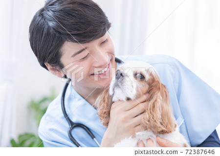 Dog (Cavalier) and Veterinary Portrait 72387646