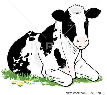 Hand-drawn illustration of a cow sitting in a dandelion-blooming meadow Hand-drawn illustration of a cow sitting in a dandelion-blooming meadow 72387839