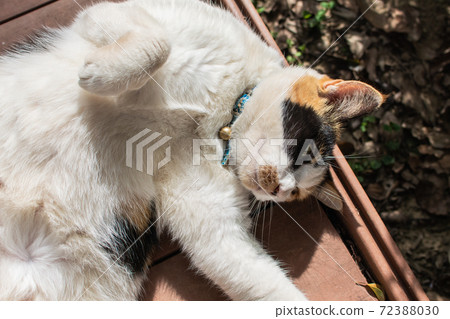 Sticky, caring, guard, cat, meow, cute, ancient cone, chubby, strong, grass, play Sticky, caring, guard, cat, meow, cute, ancient cone, chubby, strong, grass, play 72388030