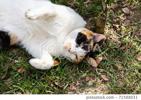 黏人的,貼心的,守衛,貓咪,喵喵,可愛,古錐,胖胖的,壯壯的,草地上,玩耍 72388031