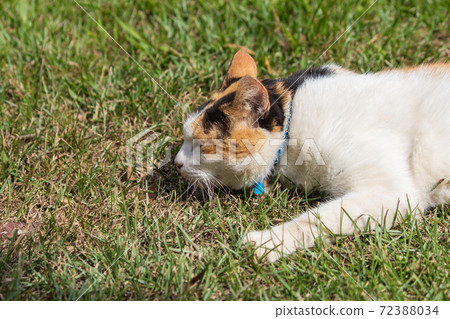 Sticky, caring, guard, cat, meow, cute, ancient cone, chubby, strong, grass, play 72388034