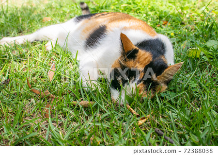 黏人的,貼心的,守衛,貓咪,喵喵,可愛,古錐,胖胖的,壯壯的,草地上,玩耍 72388038