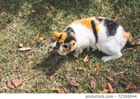 黏人的,貼心的,守衛,貓咪,喵喵,可愛,古錐,胖胖的,壯壯的,草地上,玩耍 72388044