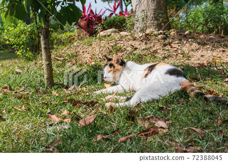黏人的,貼心的,守衛,貓咪,喵喵,可愛,古錐,胖胖的,壯壯的,草地上,玩耍 黏人的,貼心的,守衛,貓咪,喵喵,可愛,古錐,胖胖的,壯壯的,草地上,玩耍 72388045