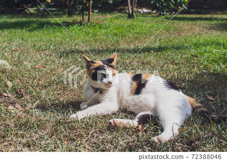 Sticky, caring, guard, cat, meow, cute, ancient cone, chubby, strong, grass, play Sticky, caring, guard, cat, meow, cute, ancient cone, chubby, strong, grass, play 72388046