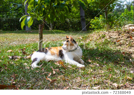 黏人的,貼心的,守衛,貓咪,喵喵,可愛,古錐,胖胖的,壯壯的,草地上,玩耍 72388049