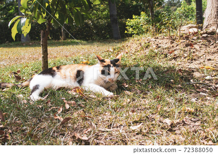 Sticky, caring, guard, cat, meow, cute, ancient cone, chubby, strong, grass, play Sticky, caring, guard, cat, meow, cute, ancient cone, chubby, strong, grass, play 72388050