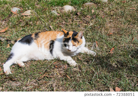 黏人的,貼心的,守衛,貓咪,喵喵,可愛,古錐,胖胖的,壯壯的,草地上,玩耍 72388051