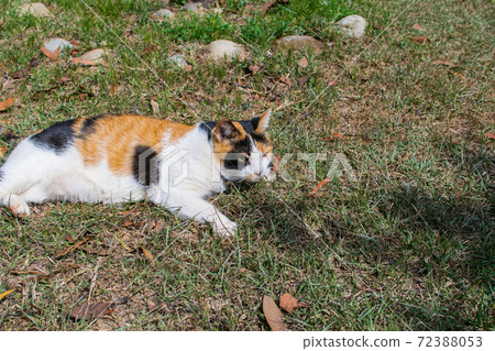 Sticky, caring, guard, cat, meow, cute, ancient cone, chubby, strong, grass, play Sticky, caring, guard, cat, meow, cute, ancient cone, chubby, strong, grass, play 72388053