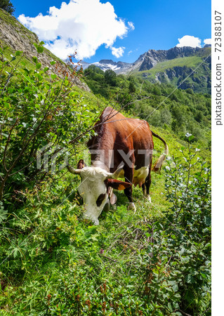 Cows in alpine pasture, Pralognan la Vanoise, French Alps 72388107