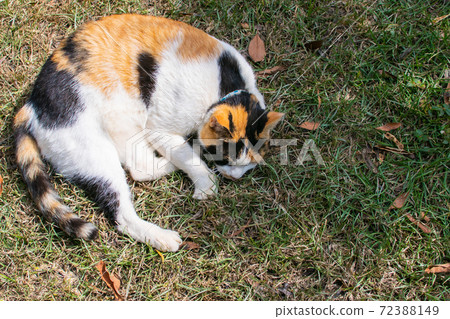 Sticky, caring, guard, cat, meow, cute, ancient cone, chubby, strong, grass, play 72388149