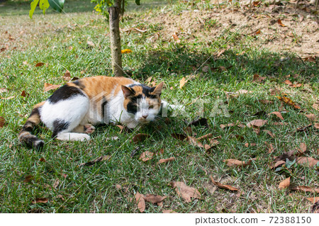 黏人的,貼心的,守衛,貓咪,喵喵,可愛,古錐,胖胖的,壯壯的,草地上,玩耍 72388150