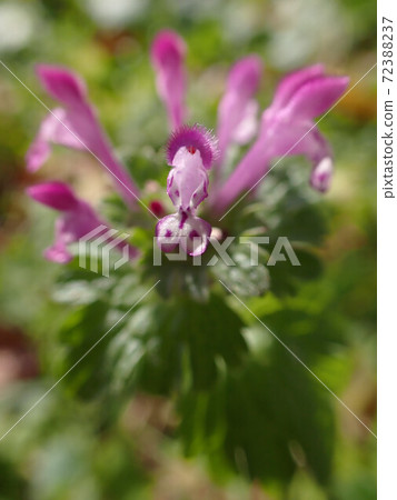 深秋的溫泉 深秋的溫泉 72388237