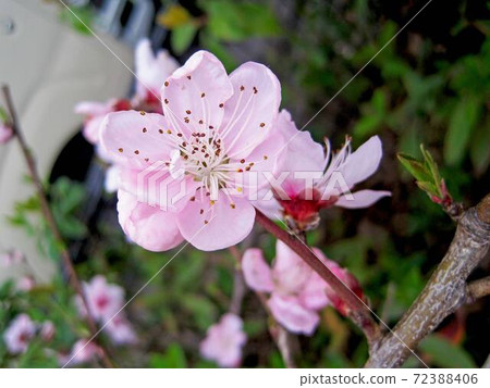 Cherry Blossom	 72388406