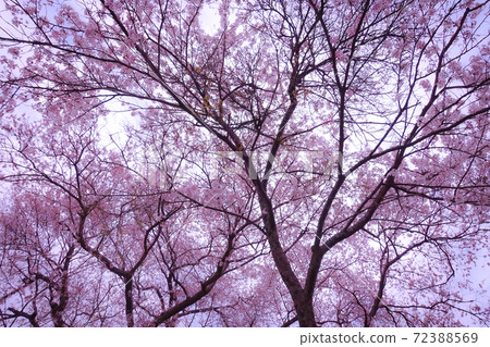 Spring, cherry blossoms in full bloom 72388569