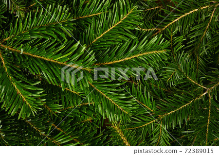 Close up background of fresh green spruce branches 72389015