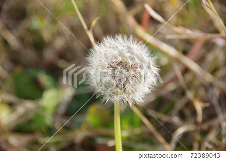 Fluffy, dandelion fluff Fluffy, dandelion fluff 72389043